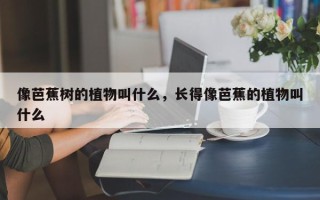 像芭蕉树的植物叫什么，长得像芭蕉的植物叫什么