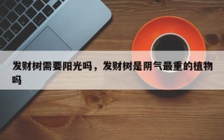 发财树需要阳光吗，发财树是阴气最重的植物吗