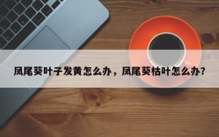 凤尾葵叶子发黄怎么办，凤尾葵枯叶怎么办？
