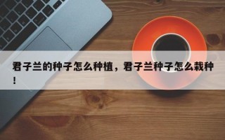 君子兰的种子怎么种植，君子兰种子怎么栽种！
