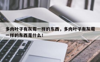 多肉叶子有灰霉一样的东西，多肉叶子有灰霉一样的东西是什么！