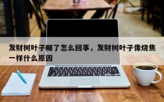 发财树叶子糊了怎么回事，发财树叶子像烧焦一样什么原因