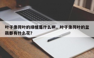 叶子像荷叶的绿植是什么啊，叶子像荷叶的盆栽都有什么花？