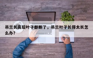吊兰长高后叶子都断了，吊兰叶子长得太长怎么办？