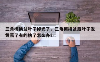 三角梅换盆叶子掉光了，三角梅换盆后叶子发黄蔫了有的枯了怎么办？