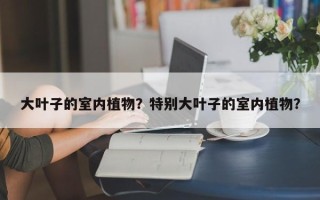 大叶子的室内植物？特别大叶子的室内植物？