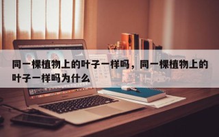 同一棵植物上的叶子一样吗，同一棵植物上的叶子一样吗为什么
