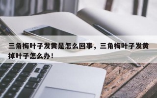 三角梅叶子发黄是怎么回事，三角梅叶子发黄掉叶子怎么办！