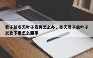 君子兰冬天叶子发黄怎么办，冬天君子兰叶子发软下垂怎么回事