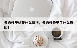 多肉枝干枯萎什么情况，多肉枝条干了什么原因？