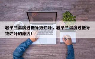 君子兰温度过低导致烂叶，君子兰温度过低导致烂叶的原因！