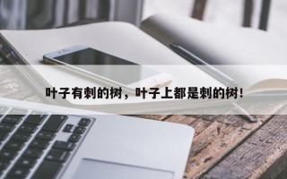 叶子有刺的树，叶子上都是刺的树！