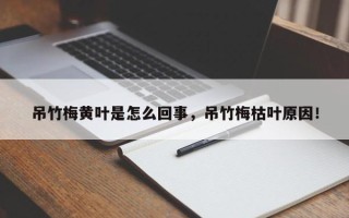 吊竹梅黄叶是怎么回事，吊竹梅枯叶原因！