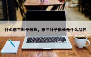 什么蕙兰叶子最长，蕙兰叶子很长是什么品种