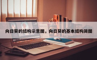 向日葵的结构示意图，向日葵的基本结构简图