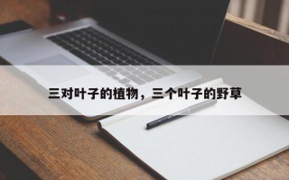 三对叶子的植物，三个叶子的野草