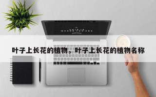 叶子上长花的植物，叶子上长花的植物名称