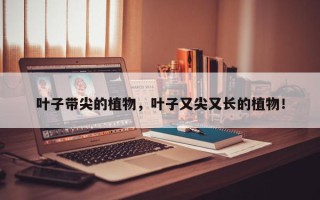 叶子带尖的植物，叶子又尖又长的植物！