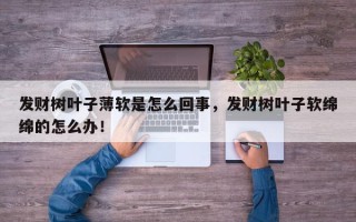 发财树叶子薄软是怎么回事，发财树叶子软绵绵的怎么办！