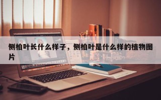 侧柏叶长什么样子，侧柏叶是什么样的植物图片