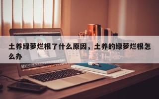土养绿萝烂根了什么原因，土养的绿萝烂根怎么办