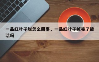 一品红叶子烂怎么回事，一品红叶子掉完了能活吗