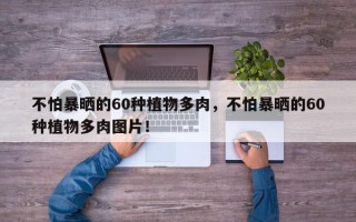不怕暴晒的60种植物多肉，不怕暴晒的60种植物多肉图片！