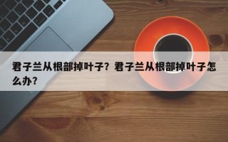 君子兰从根部掉叶子？君子兰从根部掉叶子怎么办？