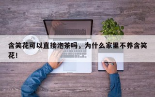 含笑花可以直接泡茶吗，为什么家里不养含笑花！