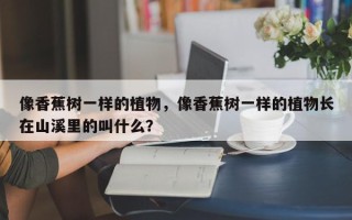 像香蕉树一样的植物，像香蕉树一样的植物长在山溪里的叫什么？