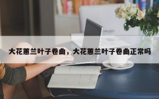 大花蕙兰叶子卷曲，大花蕙兰叶子卷曲正常吗