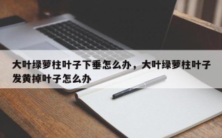 大叶绿萝柱叶子下垂怎么办，大叶绿萝柱叶子发黄掉叶子怎么办