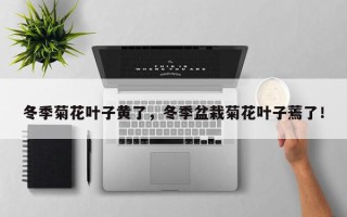 冬季菊花叶子黄了，冬季盆栽菊花叶子蔫了！