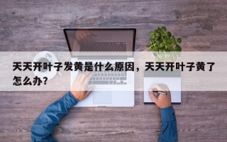 天天开叶子发黄是什么原因，天天开叶子黄了怎么办？