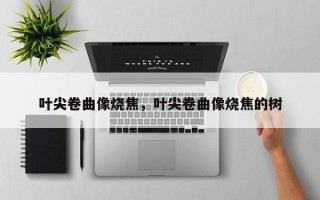 叶尖卷曲像烧焦，叶尖卷曲像烧焦的树