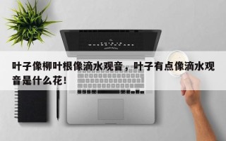 叶子像柳叶根像滴水观音，叶子有点像滴水观音是什么花！