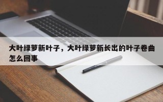 大叶绿萝新叶子，大叶绿萝新长出的叶子卷曲怎么回事