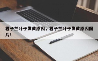 君子兰叶子发黄原因，君子兰叶子发黄原因图片！