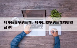 叶子短而宽的兰花，叶子比较宽的兰花有哪些品种！