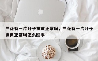 兰花有一片叶子发黄正常吗，兰花有一片叶子发黄正常吗怎么回事