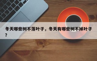 冬天哪些树不落叶子，冬天有哪些树不掉叶子？