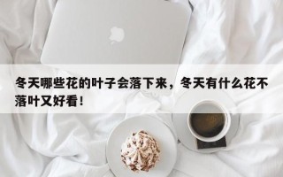 冬天哪些花的叶子会落下来，冬天有什么花不落叶又好看！