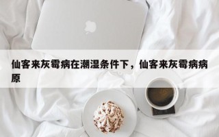 仙客来灰霉病在潮湿条件下，仙客来灰霉病病原