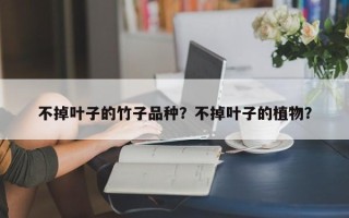 不掉叶子的竹子品种？不掉叶子的植物？