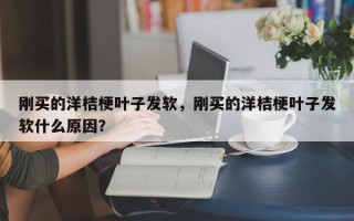刚买的洋桔梗叶子发软，刚买的洋桔梗叶子发软什么原因？