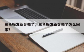 三角梅发新芽蔫了，三角梅发新芽蔫了怎么回事？
