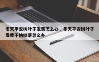 冬天平安树叶子发黄怎么办，冬天平安树叶子发黄干枯掉落怎么办
