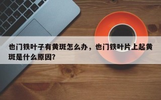 也门铁叶子有黄斑怎么办，也门铁叶片上起黄斑是什么原因？