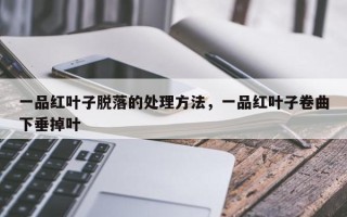 一品红叶子脱落的处理方法，一品红叶子卷曲下垂掉叶