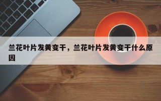 兰花叶片发黄变干，兰花叶片发黄变干什么原因